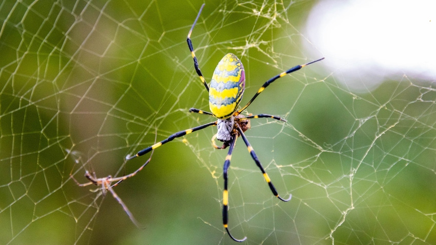 Closeup of Japanese yellow joro spider 