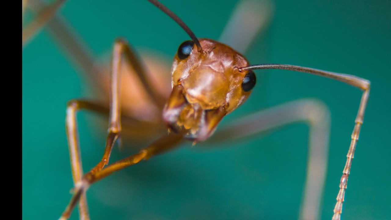 A close up of a fire ant A close up of a fire ant