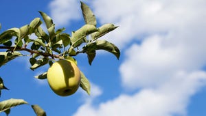 Golden Delicious apple on a branch against a blue sky with clouds
