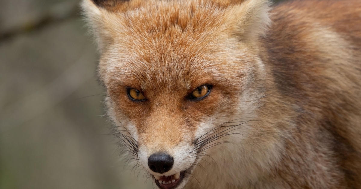 SteelFox Malware Blitz Infects 11,000 Victims SteelFox Malware Blitz Infects 11,000 Victims