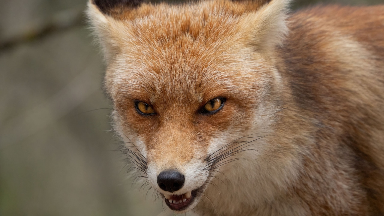 Angry red fox Angry red fox