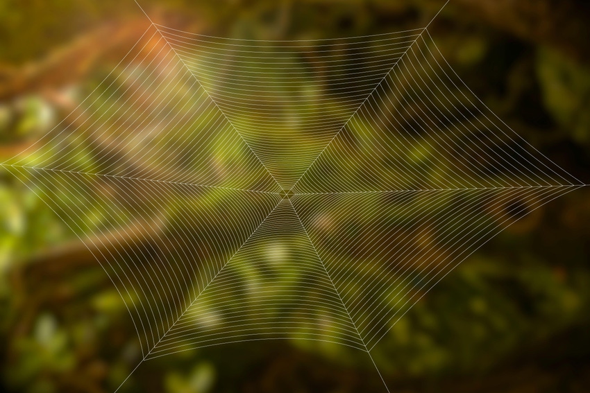 A silky spider web in front of a blurred rain forest view