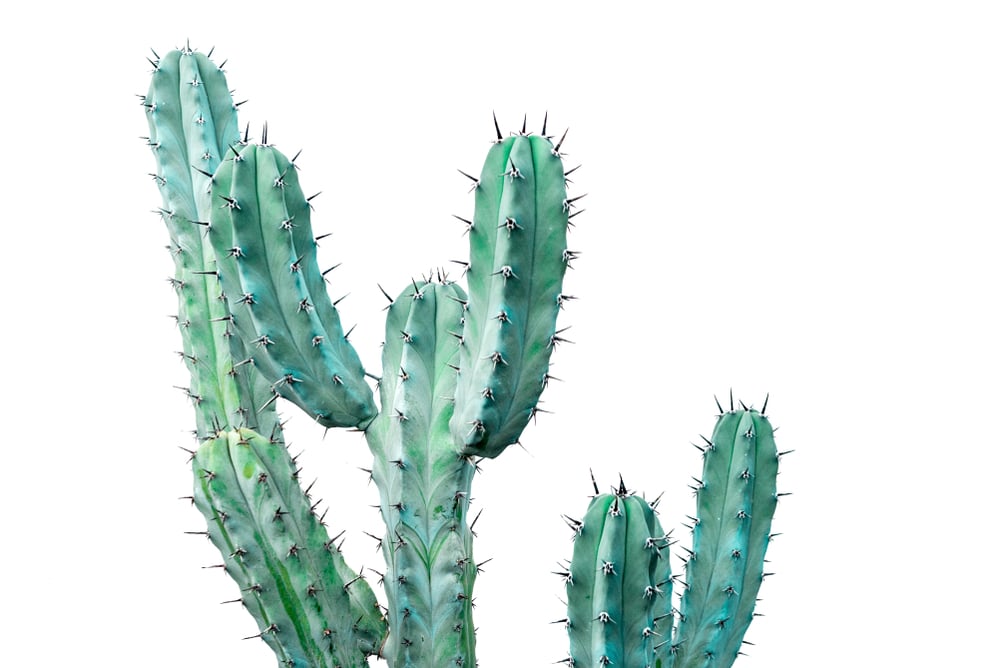 Thousands of Qlik Sense Servers Open to Cactus Ransomware - Vimarsana News