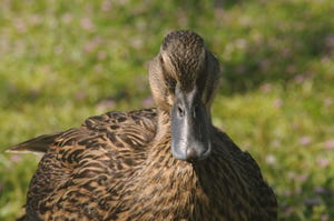 Photo of a female mallard, front view of her face, with black beak and brown feathers