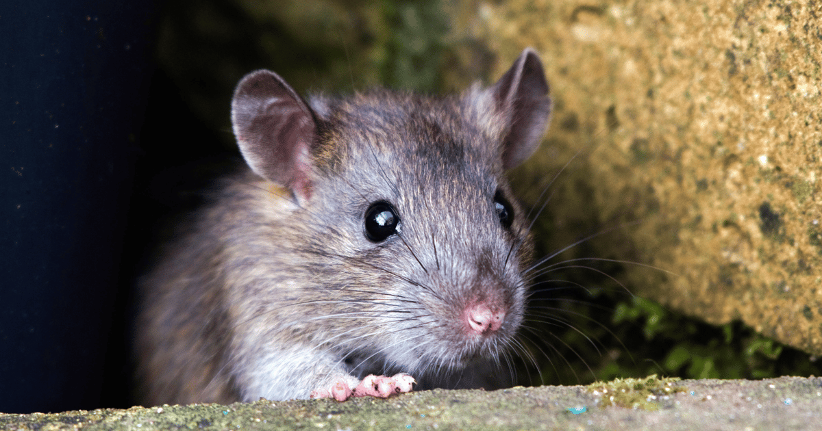 Hunters International Exposes SharpRhino RAT as Posing as Legitimate Network Admin Tool Hunters International Exposes SharpRhino RAT as Posing as Legitimate Network Admin Tool