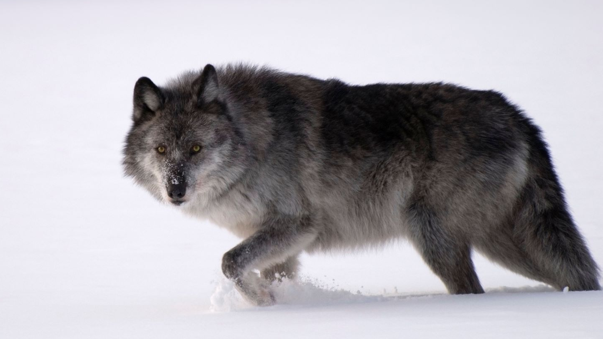 Dire Wolf Ransomware Comes Out Snarling, Bites Technology, Manufacturing