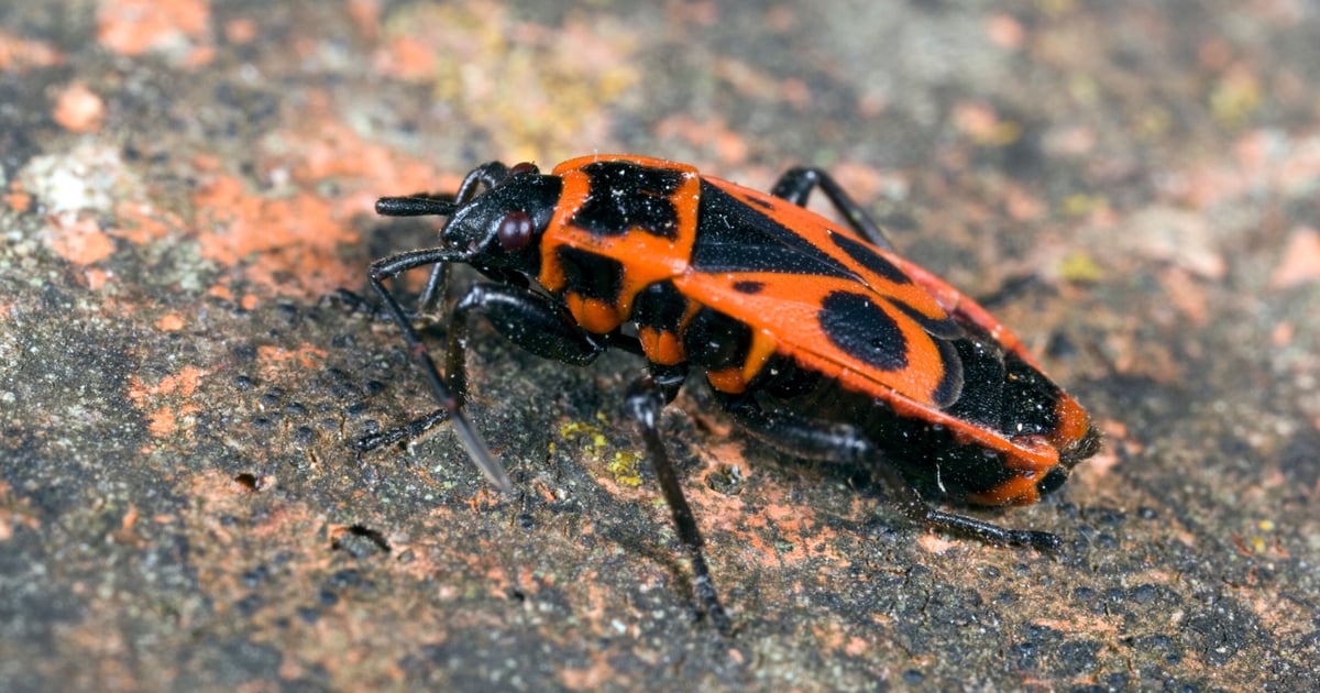 Urgent Jenkins RCE Bug Being Actively Exploited Faces Patch Delay Urgent Jenkins RCE Bug Being Actively Exploited Faces Patch Delay