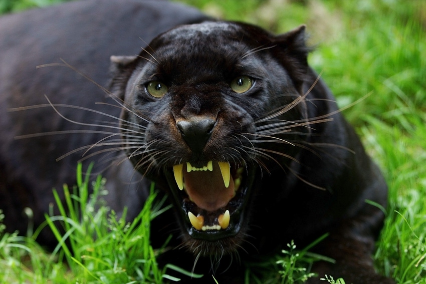 Photo of a black panther, panthera pardus, Adult Snarling, in Defensive Posture