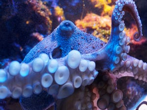 a blue octopus under the sea