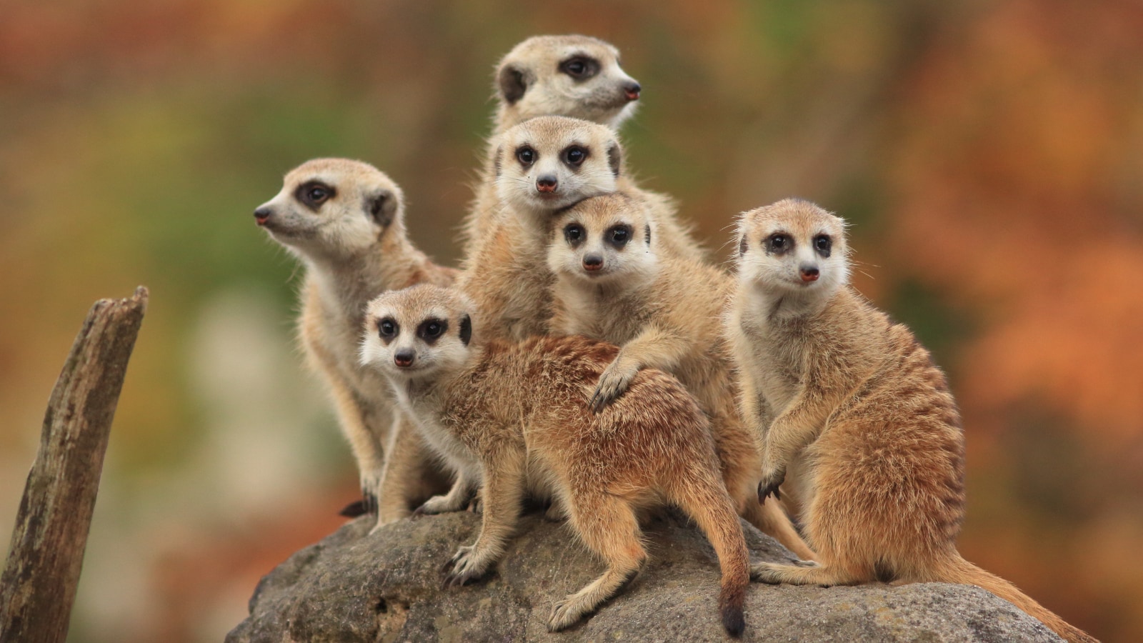 Muddling Meerkat Poses Nation-State DNS Mystery - Vimarsana News