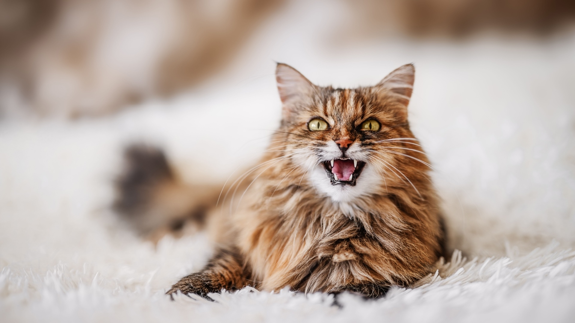 SparkKitty Swipes Pics from iOS, Android Devices