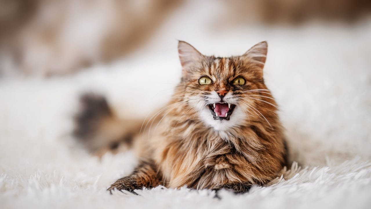 SparkKitty Swipes Pics from iOS, Android Devices