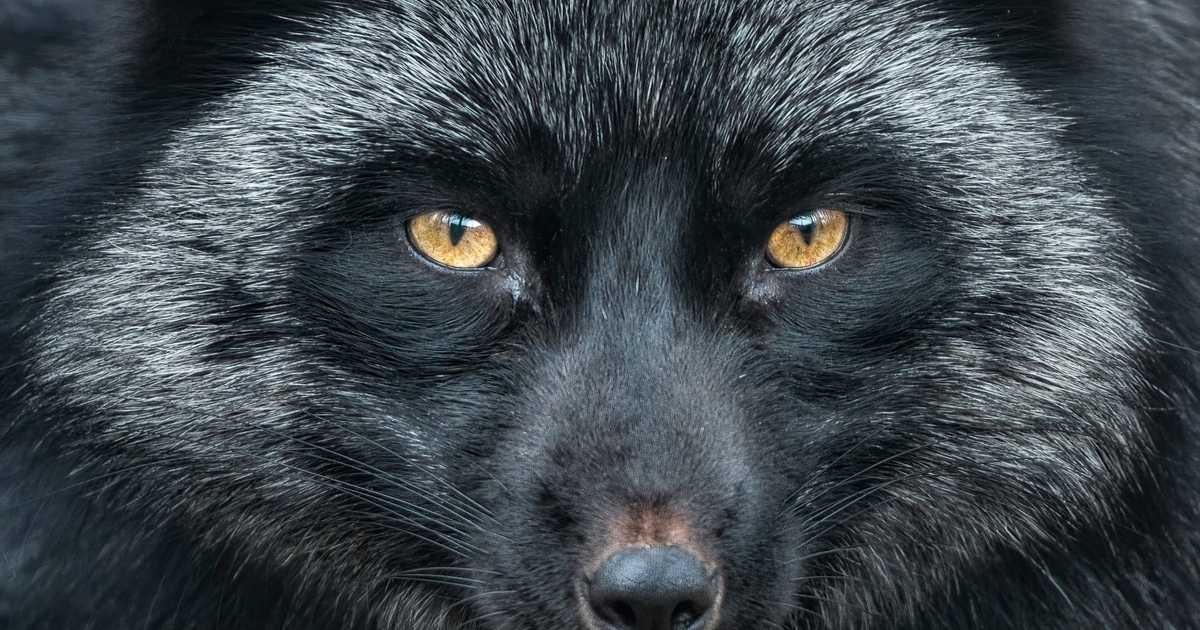 Silver Fox Suspected in Taiwanese Campaign Using DeepSeek Lure