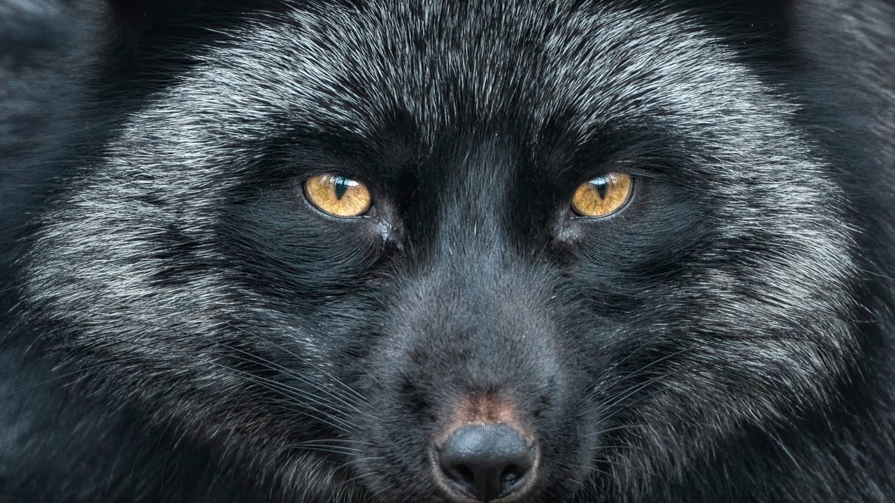 Silver Fox Suspected in Taiwanese Campaign Using DeepSeek Lure