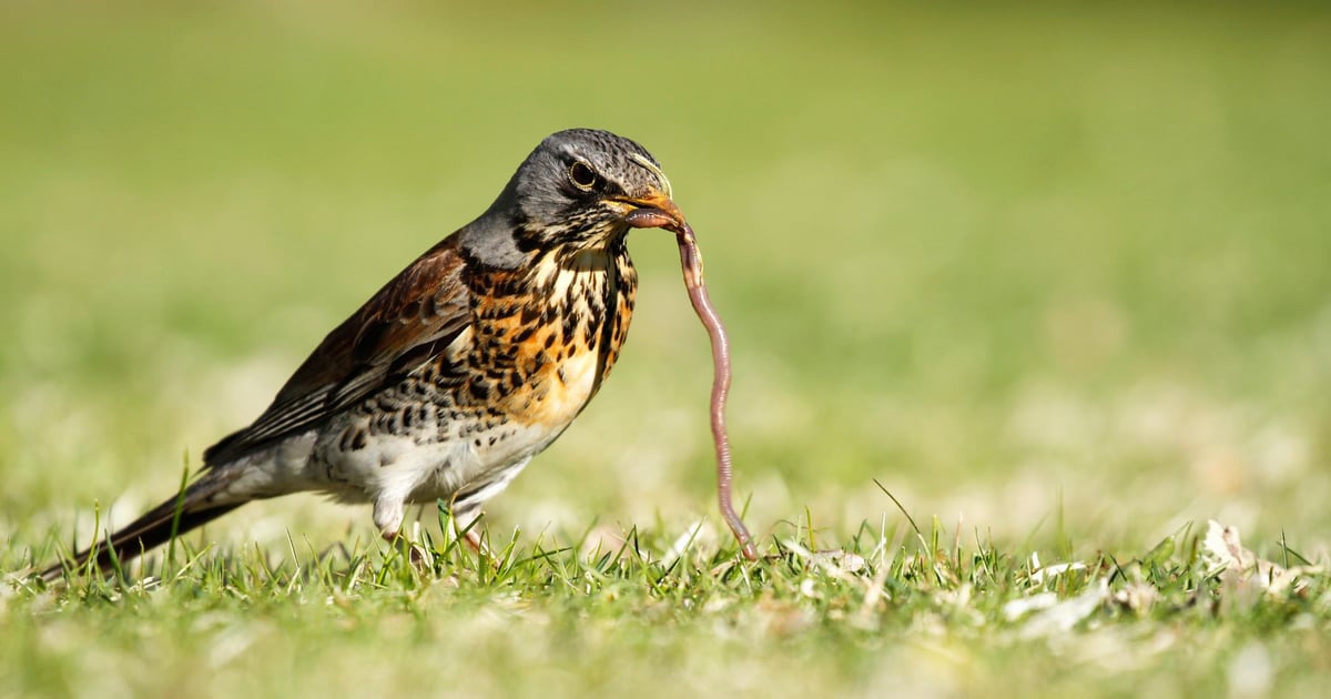 Unveiling the Realities of WormGPT in Cybersecurity