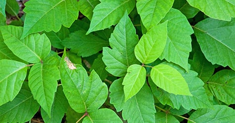 Revamping the Network to Combat Living-Off-the-Land Tactics Revamping the Network to Combat Living-Off-the-Land Tactics