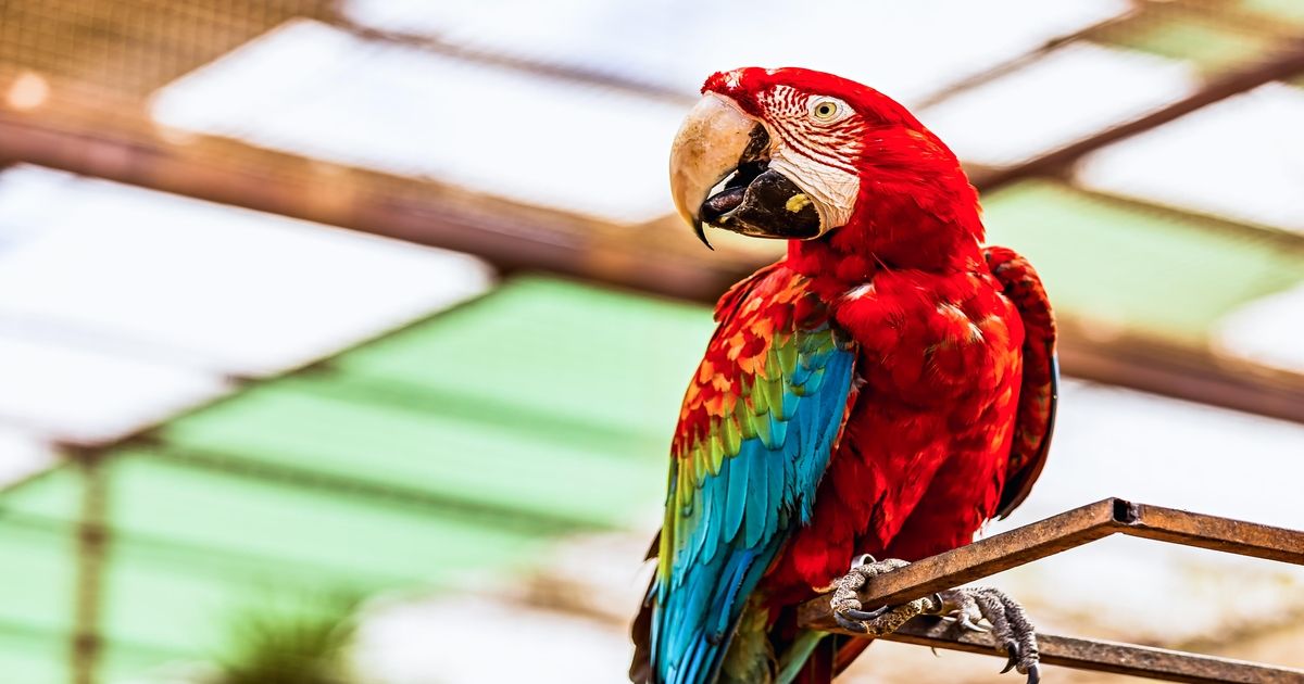 Millions at Risk As 'Parrot' Web Server Compromises Take Flight