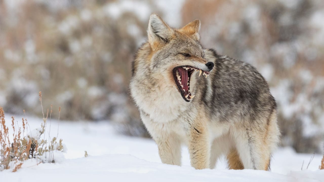 A snarling, angry coyote A snarling, angry coyote