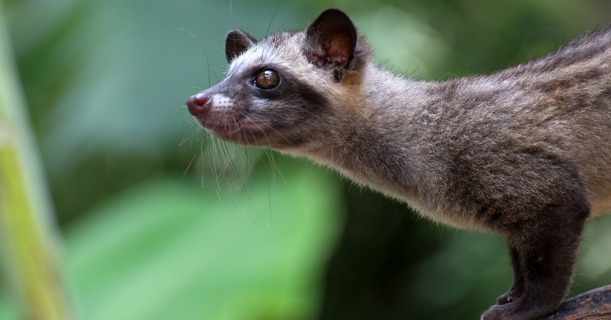 ToddyCat APT Targets ESET Bug to Load Silent Malware