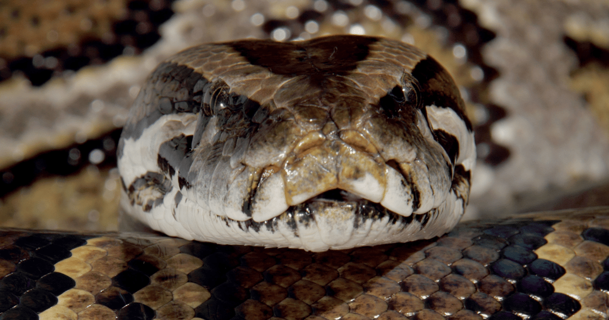 Python-Based Malware Infiltrates Systems through Legitimate VS Code Python-Based Malware Infiltrates Systems through Legitimate VS Code