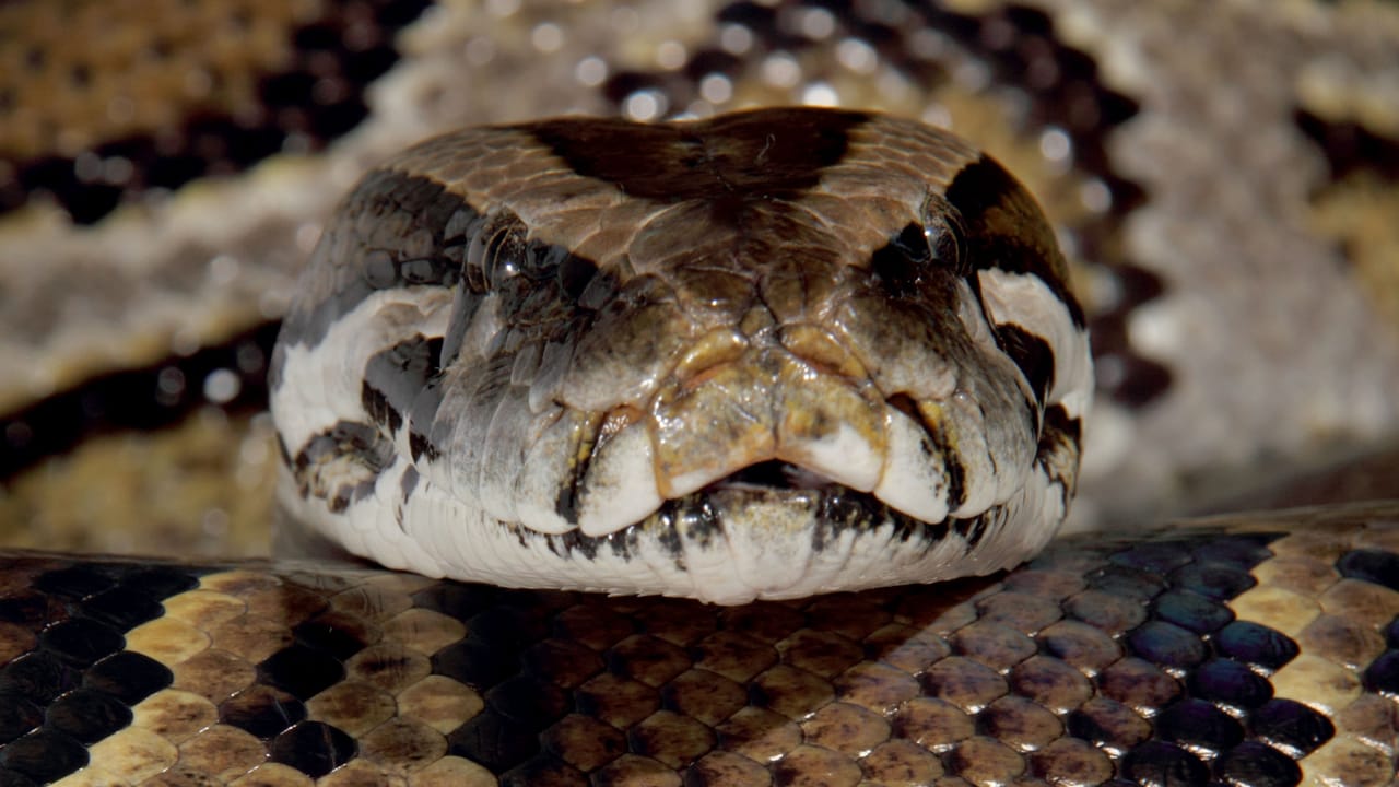 Python-Based Malware Slithers Into Systems via Legit VS Code