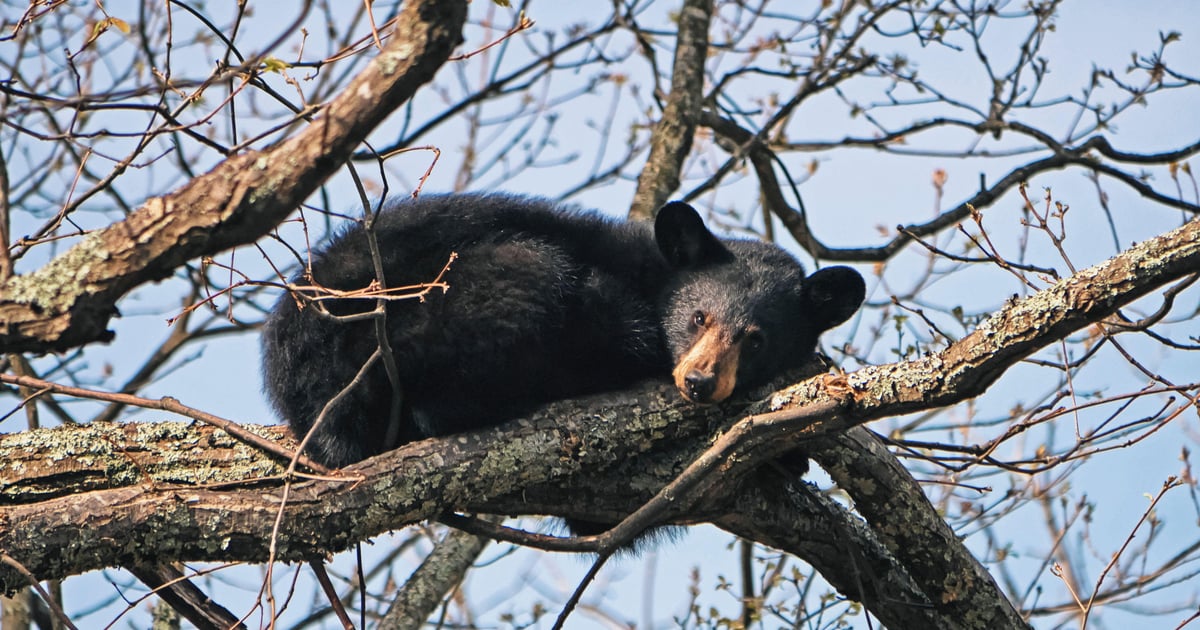 APT29 in Russia Copies AWS to Steal Windows Credentials APT29 in Russia Copies AWS to Steal Windows Credentials