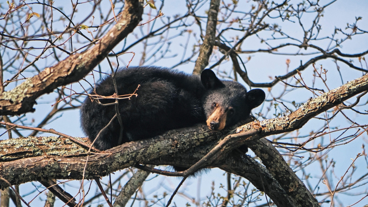 A bear lying in a tree A bear lying in a tree