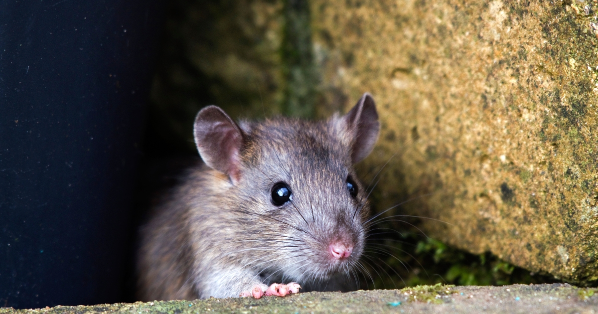 Spoofed Zoom, Google & Skype Meetings Spreading Corporate RATs Spoofed Zoom, Google & Skype Meetings Spreading Corporate RATs