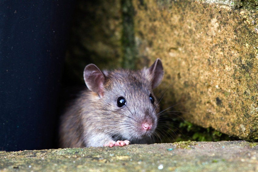 A Brown Rat; Rattus norvegicus; in a garden