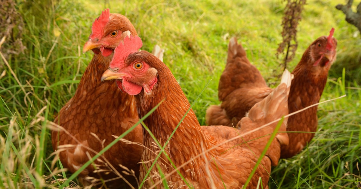 Hackers are Targeting Recruiters Using More_Eggs Backdoor Hackers are Targeting Recruiters Using More_Eggs Backdoor