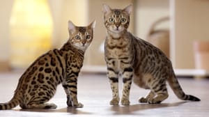 2 adult Bengal cats in an apartment 2 adult Bengal cats in an apartment