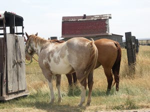 Rear ends of two horses standing by a shack
