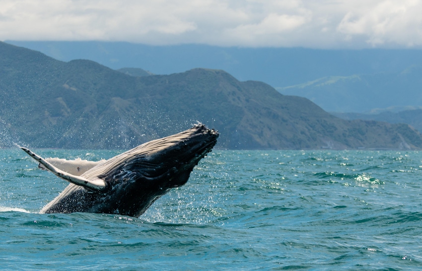 A breaching humpback whale off the coast of New Zealand