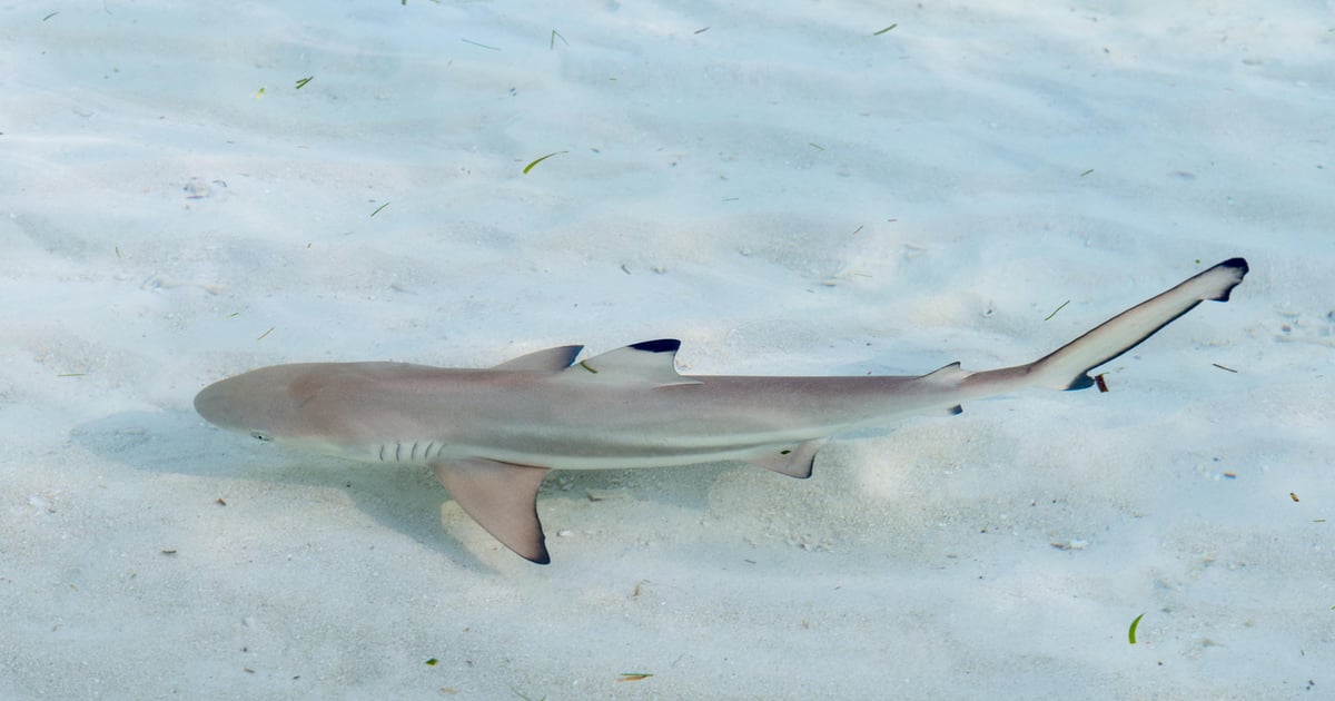 North Korea exploits ScreenConnect bugs to deploy ‘ToddleShark’ malware North Korea exploits ScreenConnect bugs to deploy ‘ToddleShark’ malware