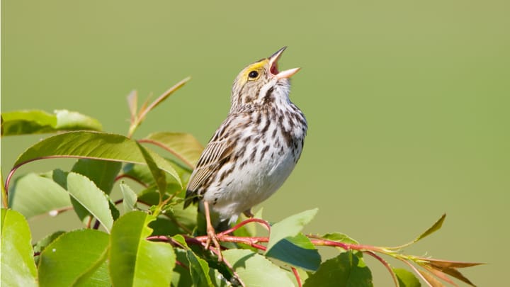 China's FamousSparrow APT Spies on US Politics in Latin America