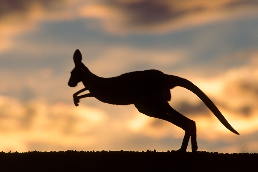 Eastern Grey Kangaroo (Macropus giganteus) in the sunset, Mungo National Park, New South Wales, Australia