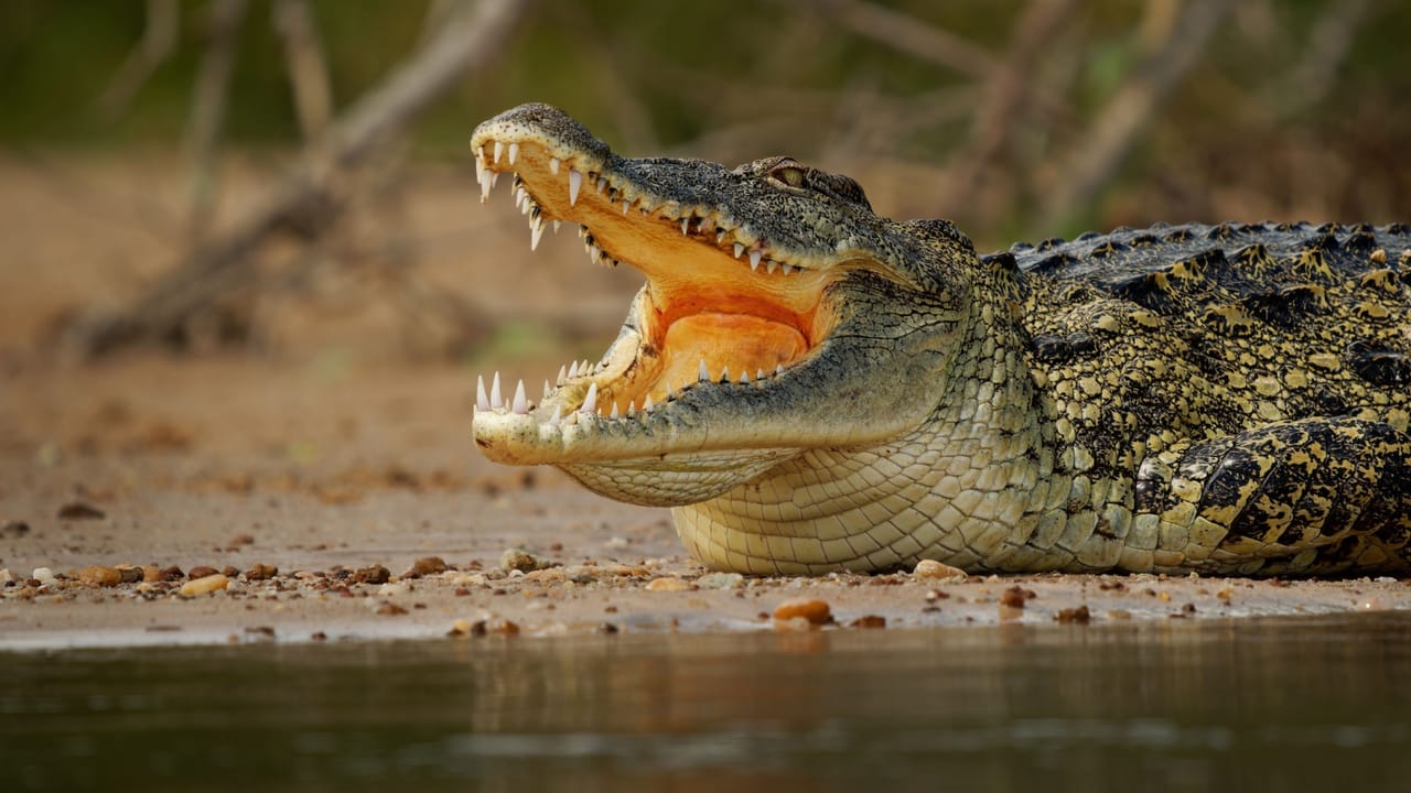 Crocodylus niloticus アフリカの淡水生息地に生息する大型のワニ、川岸に横たわり大きな歯を見せて口を開けている Crocodylus niloticus アフリカの淡水生息地に生息する大型のワニ、川岸に横たわり大きな歯を見せて口を開けている