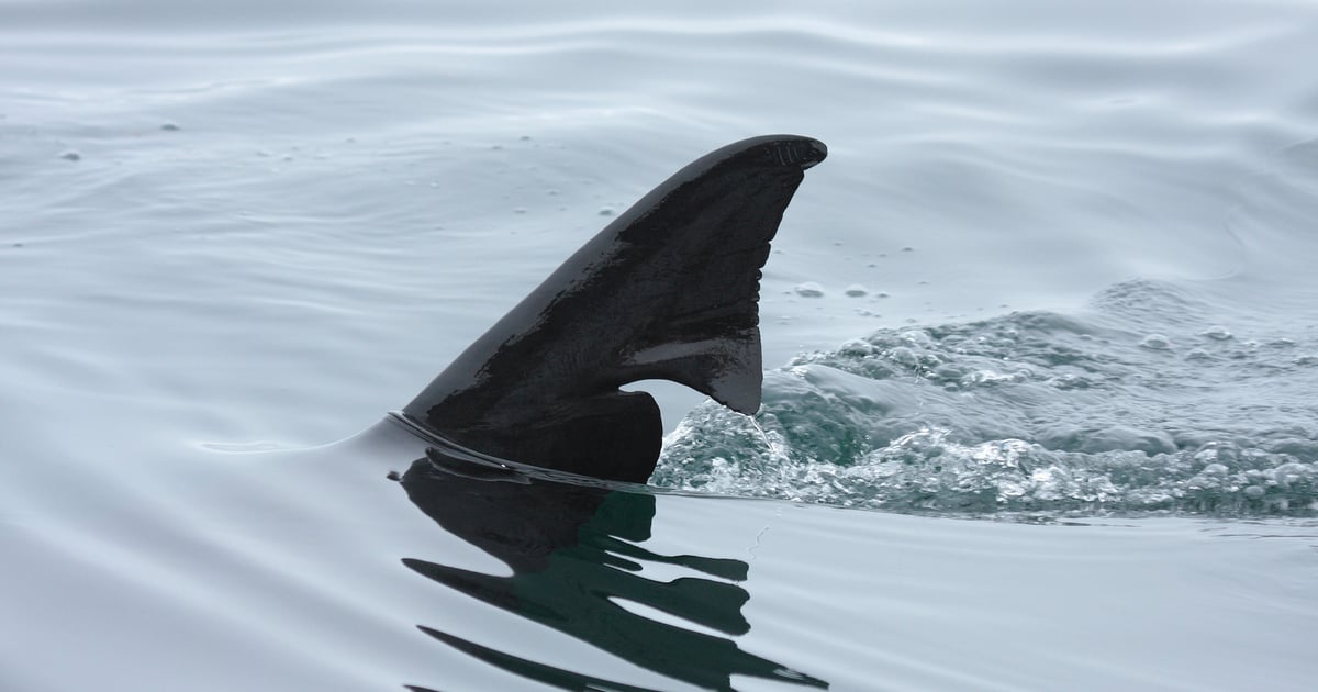 Affirm & Others Identified as Victims in Evolve Breach Affirm & Others Identified as Victims in Evolve Breach