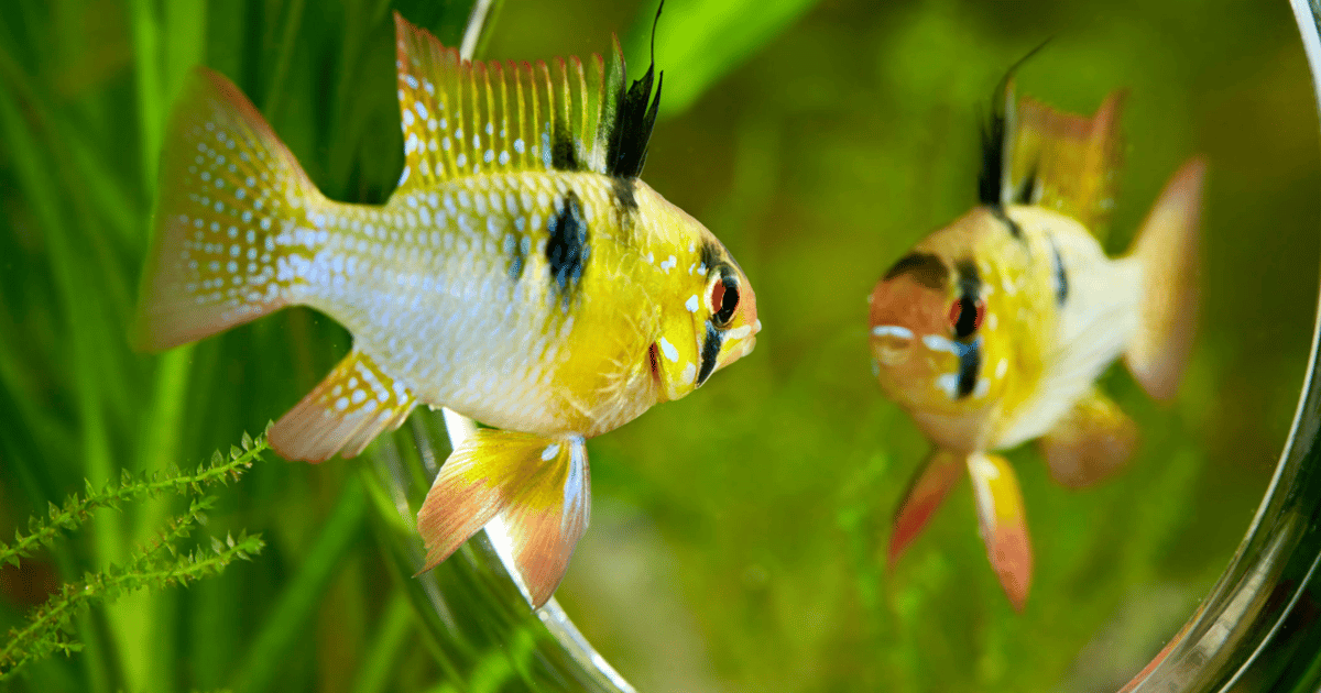 The FishXProxy Phishing Kit Equips Cybercriminals for Success The FishXProxy Phishing Kit Equips Cybercriminals for Success