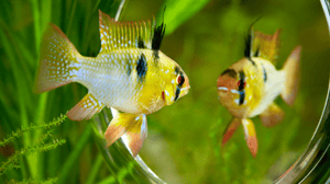 Yellow and black fish floating with green plants in the background looking at its image in a mirror Yellow and black fish floating with green plants in the background looking at its image in a mirror