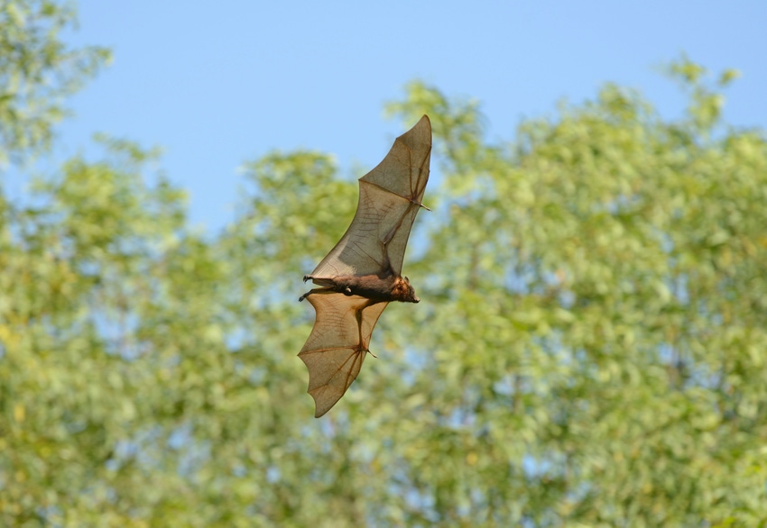 Little Red Flying Fox Bat (Pteropus scapulatus) in flight during the day