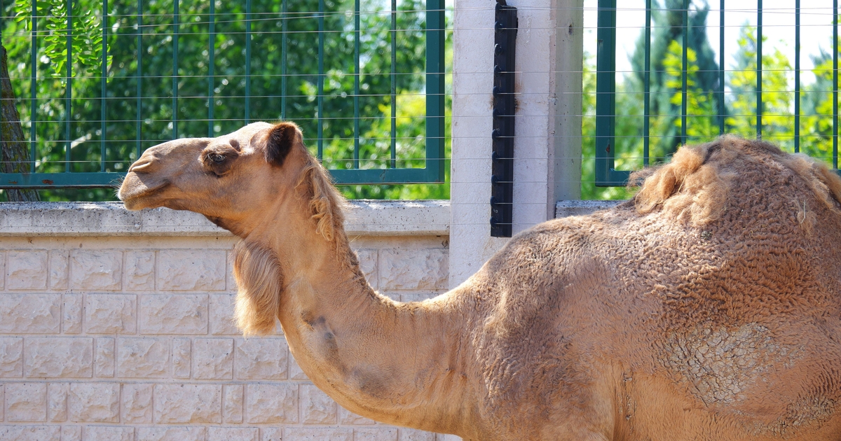 Houthi-Aligned APT Targets Middle East Militaries Using GuardZoo Spyware Houthi-Aligned APT Targets Middle East Militaries Using GuardZoo Spyware