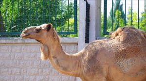 Camel at outdoor zoo on a sunny day Camel at outdoor zoo on a sunny day