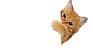 An orange cat peeking around a corner. An orange cat peeking around a corner.