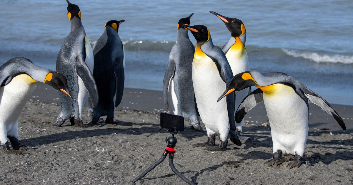 Smartphones That Aid in Breaking Free from the Android/iOS Ecosystem Smartphones That Aid in Breaking Free from the Android/iOS Ecosystem