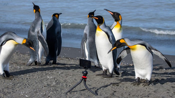 South Georgia, St. Andrew's Bay. King penguins (Aptenodytes patagonica) looking at cell phone on a tripod