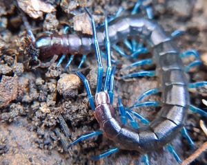 photo of a blue rhysida centipede