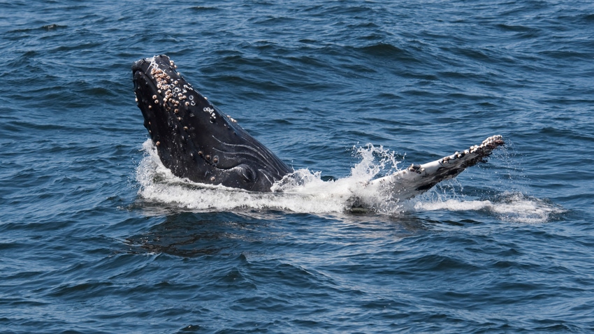 A blue whale breaching the ocean surface