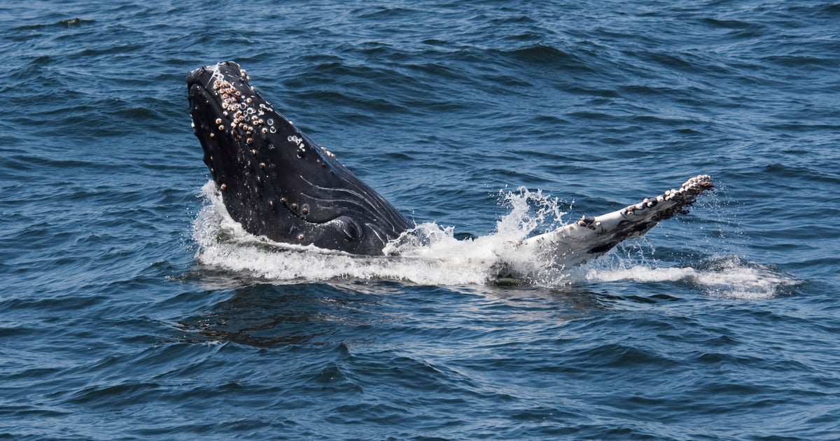 LockBit cyberattack targets Evolve Bank, not Federal Reserve LockBit cyberattack targets Evolve Bank, not Federal Reserve