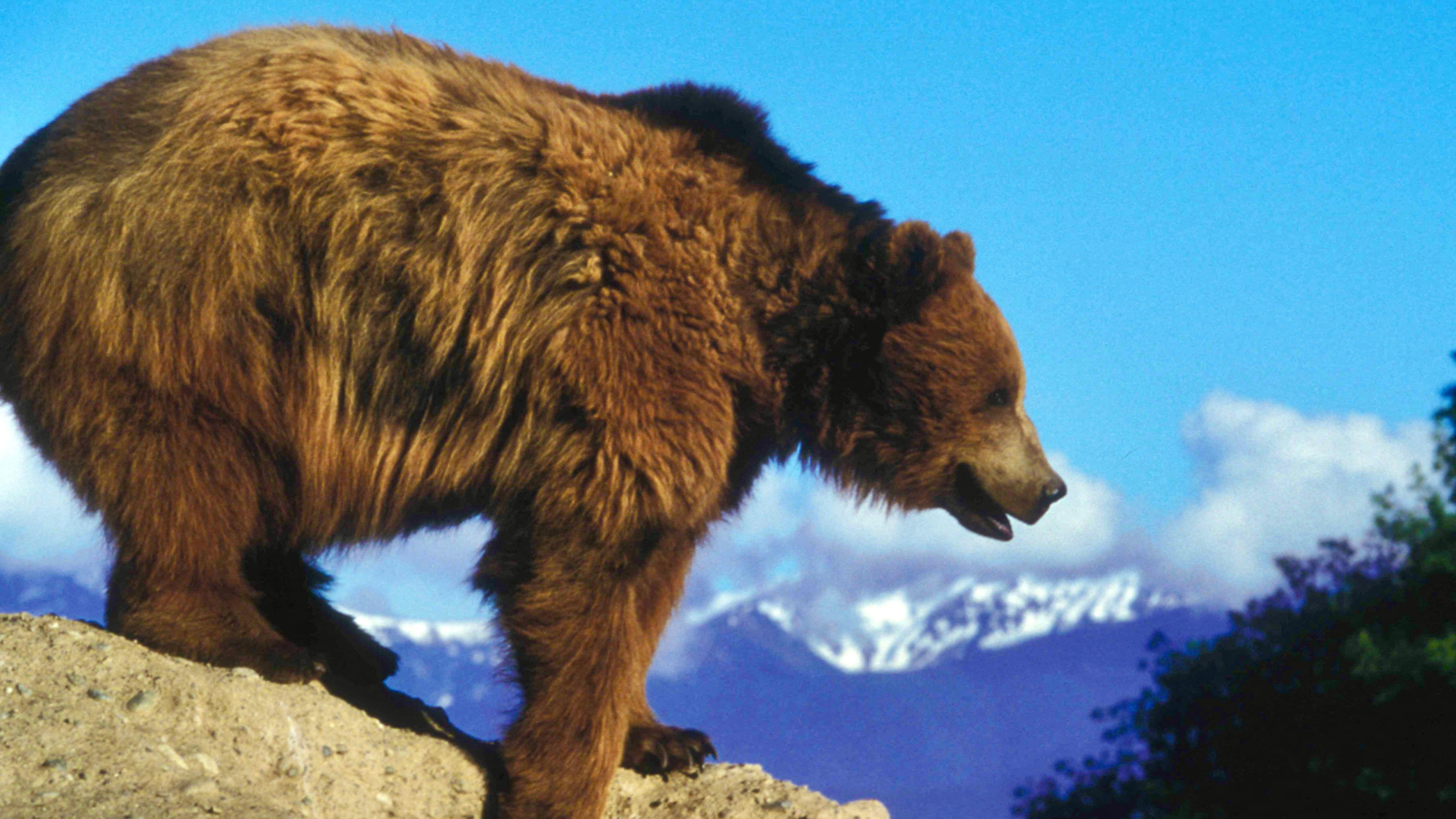 Russia's 'Fancy Bear' APT Continues Its Global Onslaught